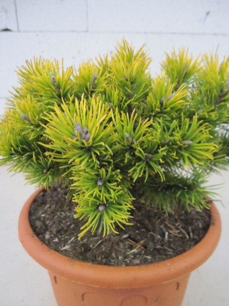 Pinus pumilio Wintergold2